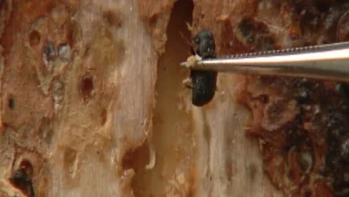 Colorado arborist urges homeowners to protect ponderosa pines from Mountain Pine Beetle