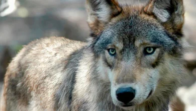 Colorado has no plans to reintroduce more gray wolves this winter, state wildlife officials announce