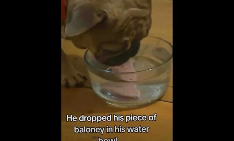 Daily Smile: Saturday, January 17, 2026