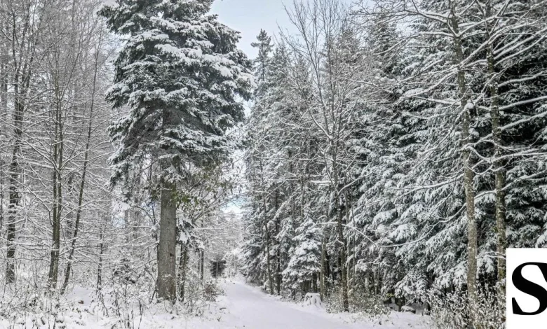 Diese Woche wird eisig kalt – und am Wochenende kommt der Schnee