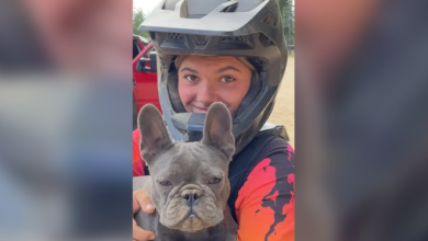 Dingoes found circling B.C. teen to be culled, Australia says