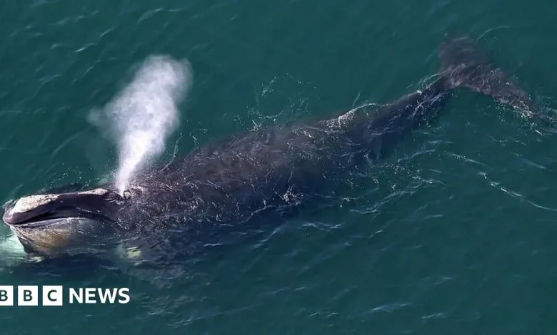 Donegal whale in 'extraordinary' sighting in US coastal waters
