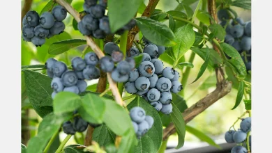 Egypte start grootschalige blauwe bessenteelt in Wadi El-Natrun