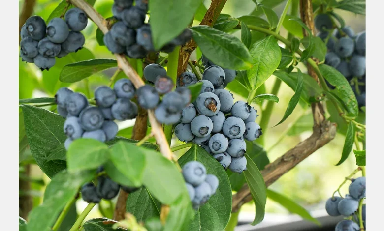 Egypte start grootschalige blauwe bessenteelt in Wadi El-Natrun