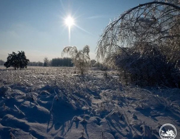 Elk and Deer Endure Winter in the Chernobyl Exclusion Zone