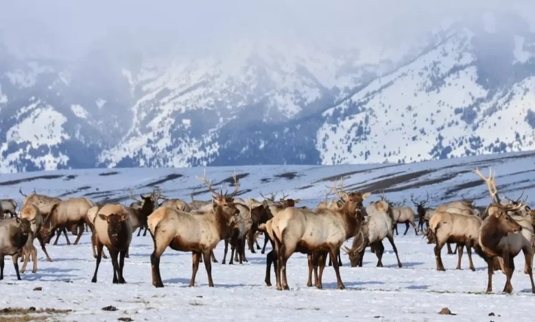Fed agency looking for wildlife refuges that 'no longer align with the mission'
