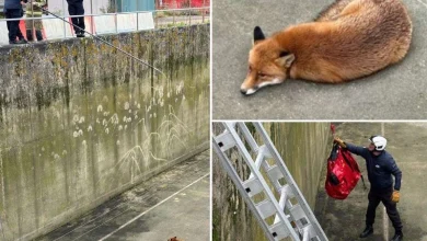 Fox rescued from 25-foot tank at water treatment plant