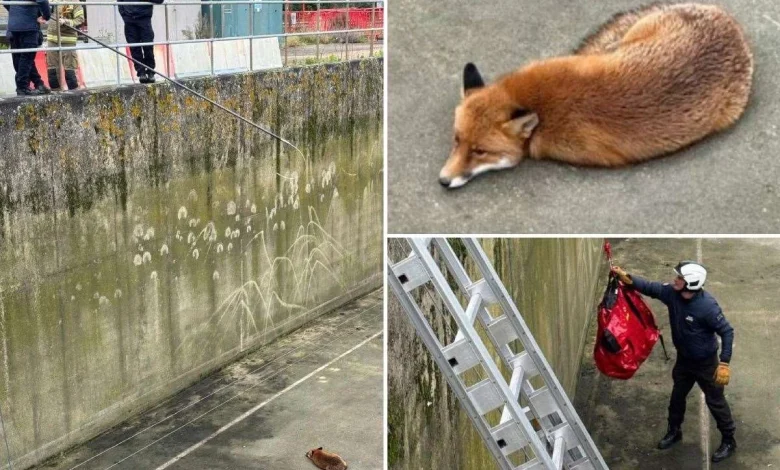 Fox rescued from 25-foot tank at water treatment plant