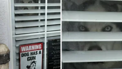 Funny Signs To Start Your 2026 With Laughter