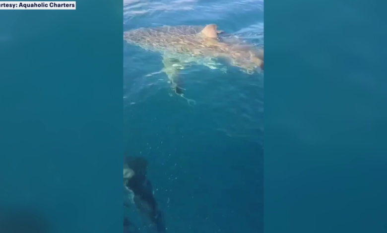 Great white shark surfaces off Venice coast near charter captain’s boat: ‘Just crazy’