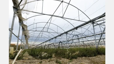 Greek growers affected as greenhouses smashed by winds