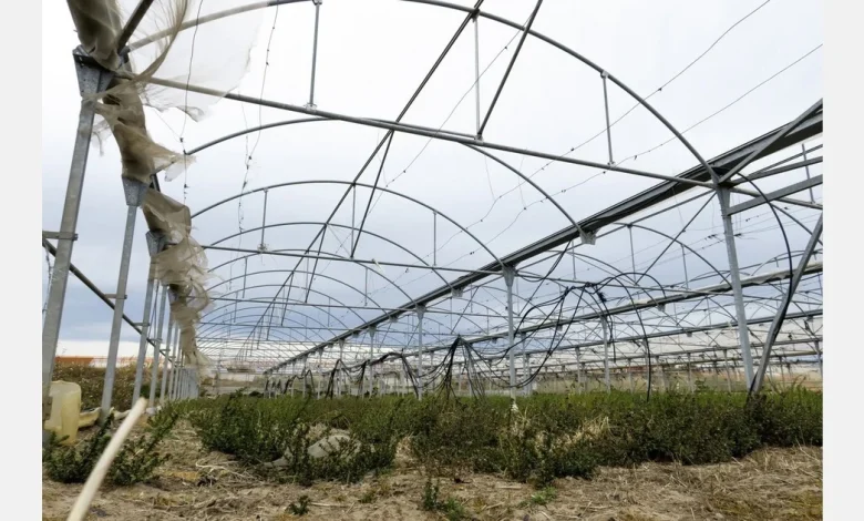 Greek growers affected as greenhouses smashed by winds