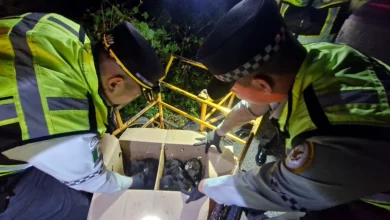 Guardia Nacional rescata monos araña: evita su comercialización