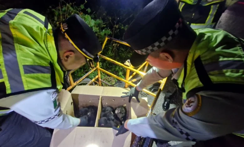 Guardia Nacional rescata monos araña: evita su comercialización