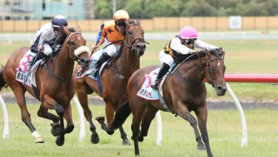 Hello Youmzain Filly Looking Sweet