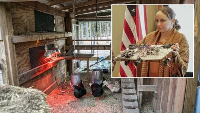 How Sheridan Couple Invented An Automated 'Smart' Coop For Backyard Chickens