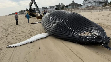 Humpback whale dubbed ‘Oil Change’ is found dead on Delaware shore