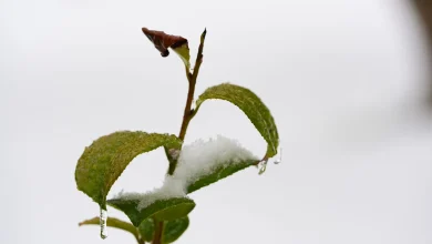 Ice storm final countdown: What you should do right now to prepare