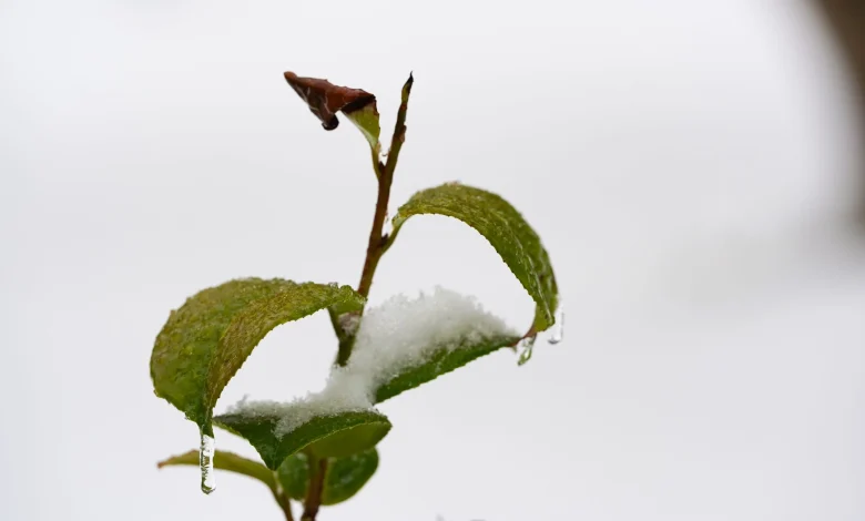 Ice storm final countdown: What you should do right now to prepare