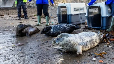 Inside Devon’s seal rescue season as pups return to the wild