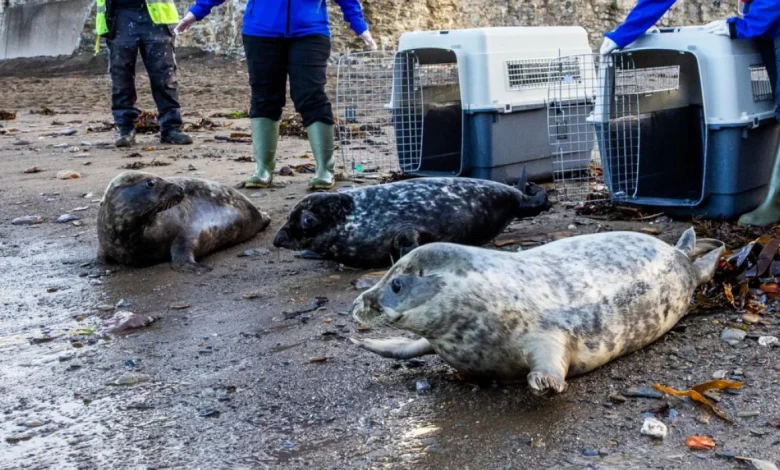 Inside Devon’s seal rescue season as pups return to the wild