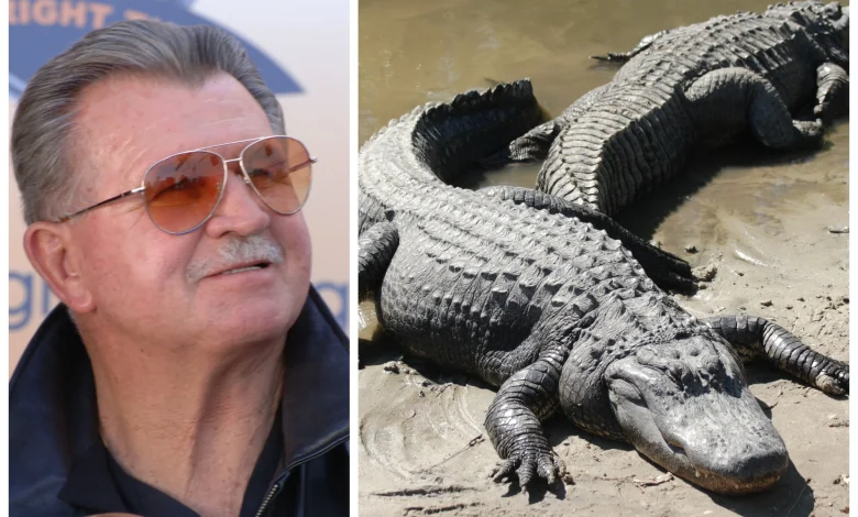 Is Eating Alligator The Key To The Bears’ Success? Ditka Thought So