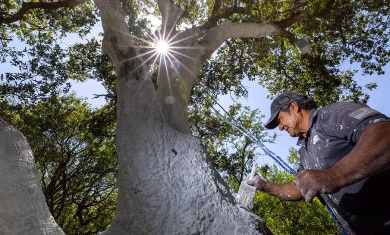 'It is scary': Oak-killing beetle reaches Ventura County, significantly expanding range
