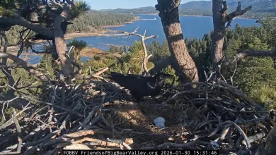 Jackie and Shadow’s eagle eggs abandoned, damaged by invading birds