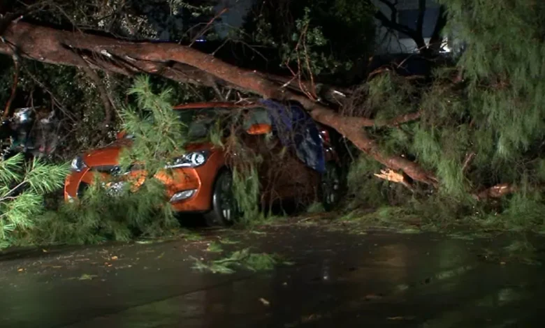 Large tree falls, crushes several vehicles in Reseda as storm leaves more damage