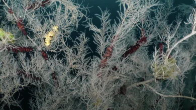 Largest ever seen centuries-old coral found in New Zealand