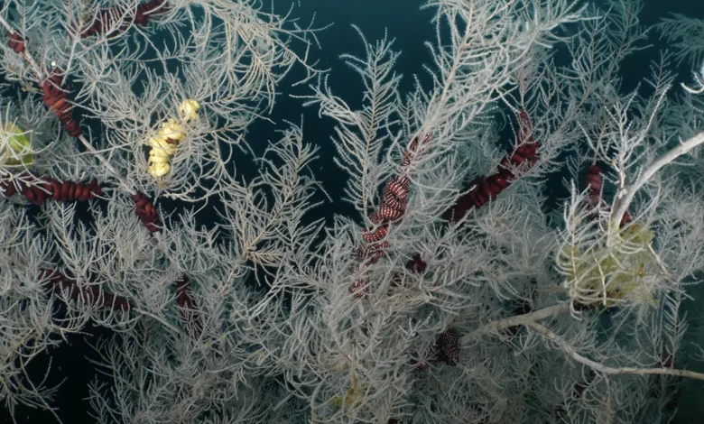 Largest ever seen centuries-old coral found in New Zealand