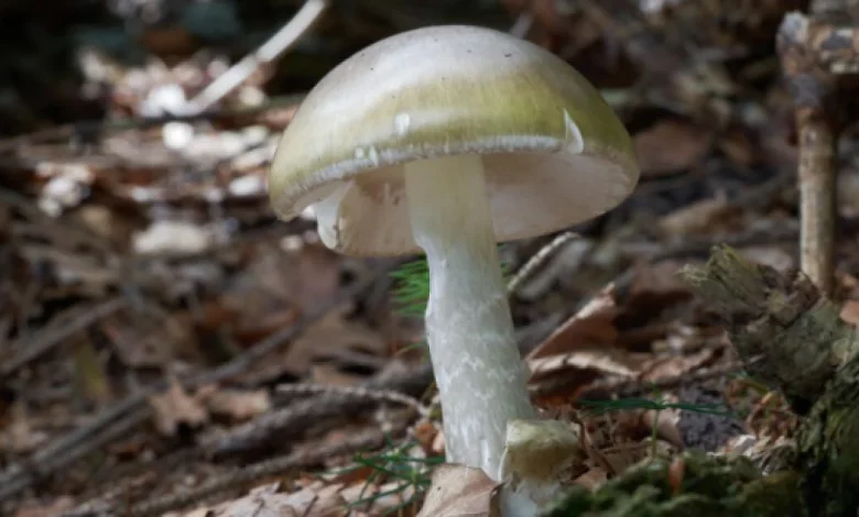 'Largest outbreak that we've seen in California.' Death cap mushrooms linked to deaths, hospitalizations