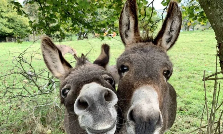 Lighten Up: A girl's best friend — how Sophie Ellis-Bextor fell for an Irish donkey