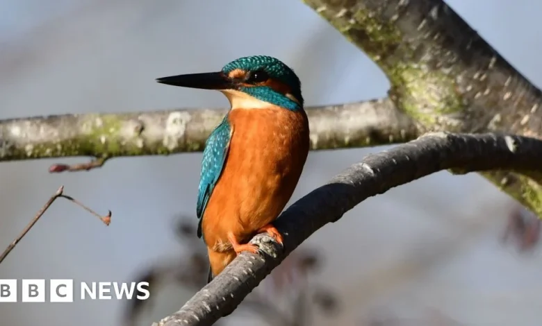 London's wildlife captured by the camera lens