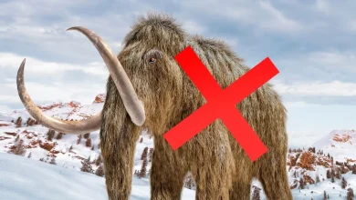 'Mammoth' Bones Kept in a Museum For 70 Years Turn Out to Be An Entirely Different Animal