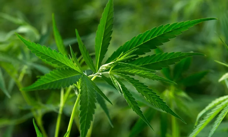 Marijuana recalled from almost 300 Colorado dispensaries had unsafe pesticide levels, state officials say