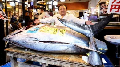 Massive bluefin tuna nets over $3 million at Tokyo auction – DW – 01/05/2026