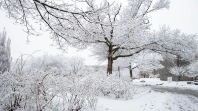 McMaster will be closed on Jan. 15 due to heavy snowfall