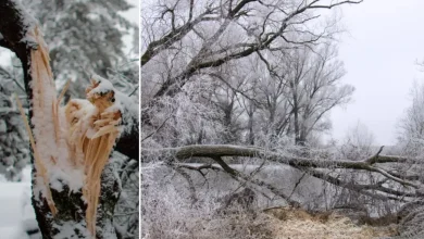 Meteorologists warn of ‘exploding trees’ as brutal cold snap expected to usher in subzero temps