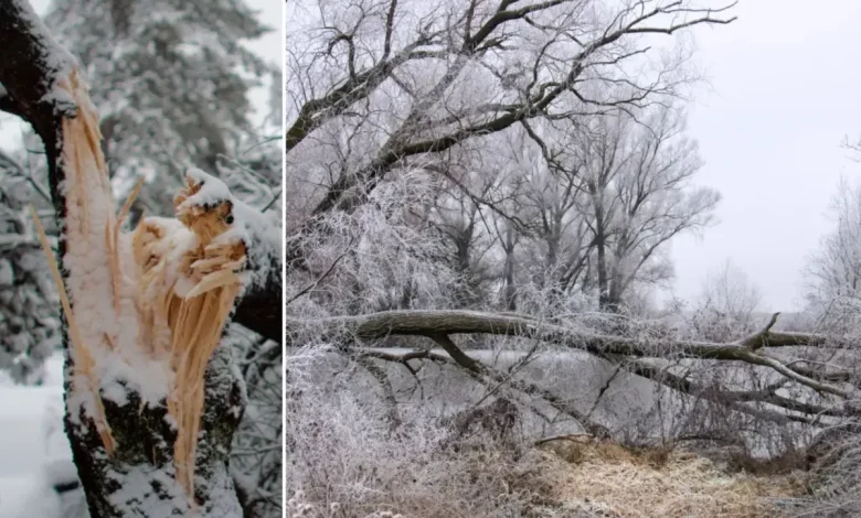 Meteorologists warn of ‘exploding trees’ as brutal cold snap expected to usher in subzero temps
