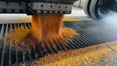 Minnesota corn farmers blindsided by USDA report showing bigger-than-expected corn glut - mprnews.org