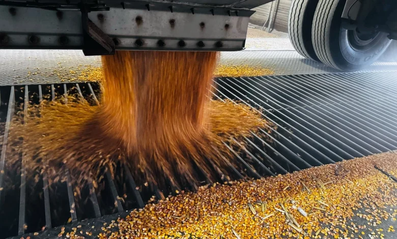 Minnesota corn farmers blindsided by USDA report showing bigger-than-expected corn glut - mprnews.org