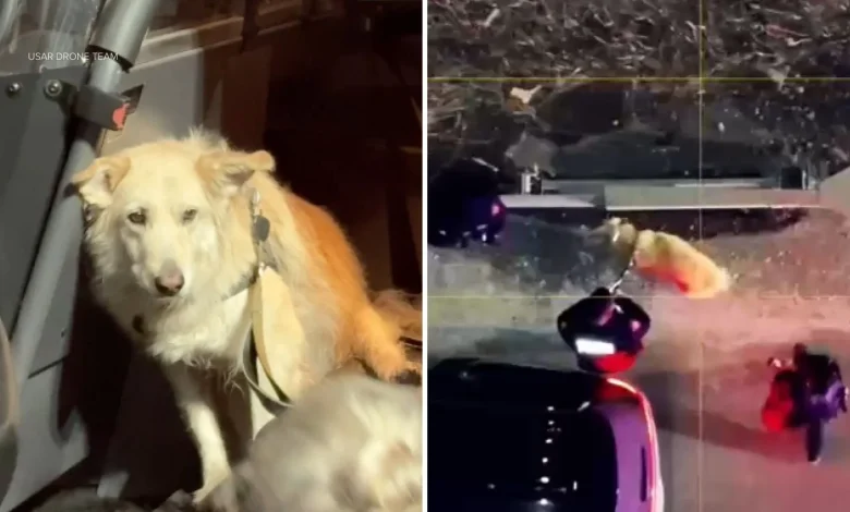 Missing dog in NJ rescued after being located by USAR Drone Team using thermal imaging