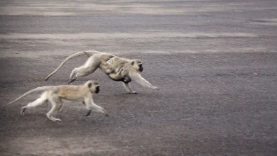 Monkeys are roaming the streets of St. Louis and fake images are complicating efforts to find them