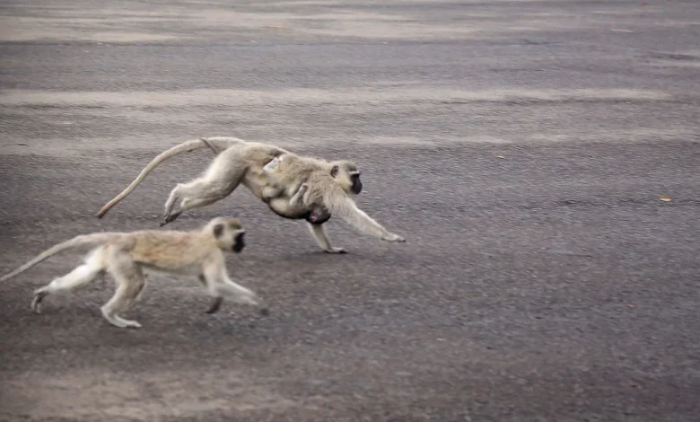 Monkeys are roaming the streets of St. Louis and fake images are complicating efforts to find them