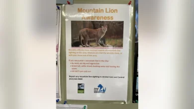 Mountain lion spotted in San Francisco's Pacific Heights neighborhood