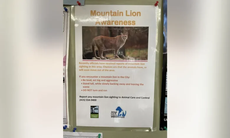 Mountain lion spotted in San Francisco's Pacific Heights neighborhood