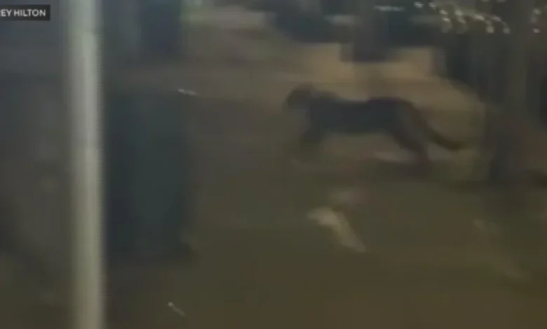 Mountain lion spotted near Lafayette Park in San Francisco