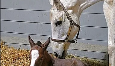 Muth's First Foal and a Closer Look at Early Arrivals