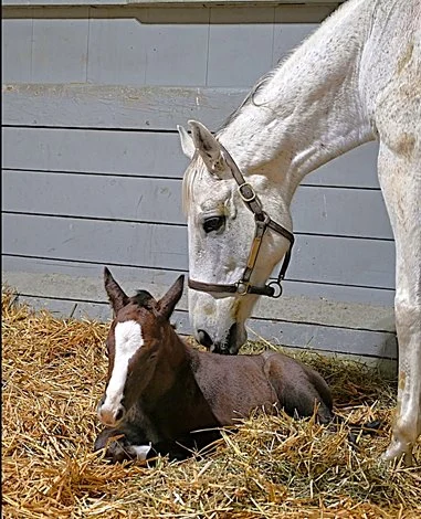 Muth's First Foal and a Closer Look at Early Arrivals